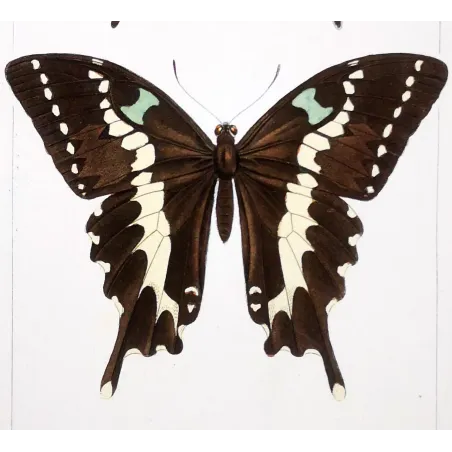 Asian Swallowtail Butterfly – Antique Engraving (1835)