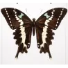 Asian Swallowtail Butterflies (Papilio polytes group) – Antique Hand-Colored Engraving, Exotic Butterflies (1835)