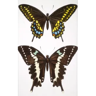 Asian Swallowtail Butterfly – Antique Engraving (1835)