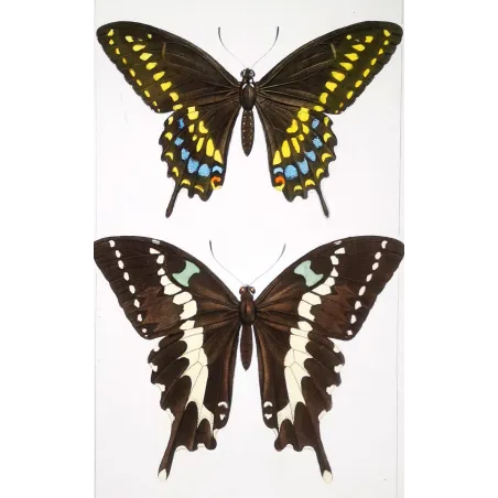 Asian Swallowtail Butterfly – Antique Engraving (1835)