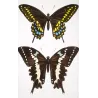 Asian Swallowtail Butterflies (Papilio polytes group) – Antique Hand-Colored Engraving, Exotic Butterflies (1835)