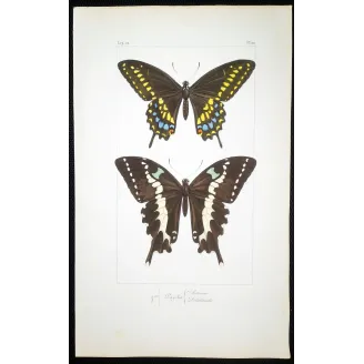 Asian Swallowtail Butterfly – Antique Engraving (1835)