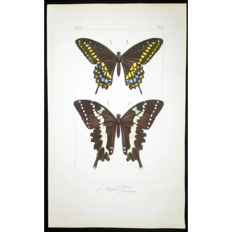 Asian Swallowtail Butterfly – Antique Engraving (1835)