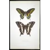 Asian Swallowtail Butterflies (Papilio polytes group) – Antique Hand-Colored Engraving, Exotic Butterflies (1835)