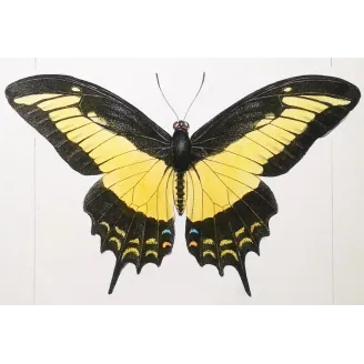 Golden Birdwing & Swallowtail Butterflies (Troides amphrysus group) – Antique Hand-Colored Engraving, Exotic Butterflies (1835)