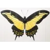 Golden Birdwing & Swallowtail Butterflies (Troides amphrysus group) – Antique Hand-Colored Engraving, Exotic Butterflies (1835)