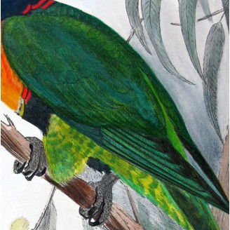 Red-collared Lorikeet – Original print by Roland Green