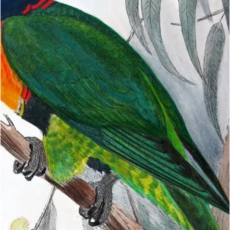 Red-collared Lorikeet – Original print by Roland Green