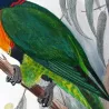 Red-collared Lorikeet (*Trichoglossus rubritorquis*) – Original lithograph by Green, Mathews (1910–27)
