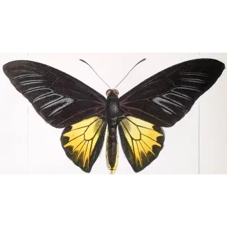 Golden Birdwing & Swallowtail Butterflies (Troides amphrysus group) – Antique Hand-Colored Engraving, Exotic Butterflies (1835)
