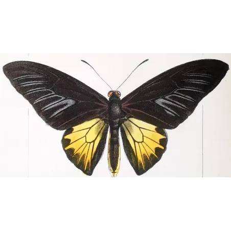 Golden Birdwing & Swallowtail Butterflies (Troides amphrysus group) – Antique Hand-Colored Engraving, Exotic Butterflies (1835)