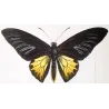 Golden Birdwing & Swallowtail Butterflies (Troides amphrysus group) – Antique Hand-Colored Engraving, Exotic Butterflies (1835)