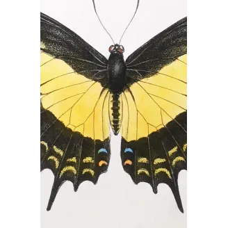 Golden Birdwing & Swallowtail Butterflies (Troides amphrysus group) – Antique Hand-Colored Engraving, Exotic Butterflies (1835)