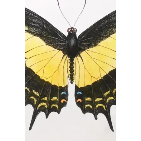 Golden Birdwing & Swallowtail Butterflies (Troides amphrysus group) – Antique Hand-Colored Engraving, Exotic Butterflies (1835)
