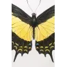 Golden Birdwing & Swallowtail Butterflies (Troides amphrysus group) – Antique Hand-Colored Engraving, Exotic Butterflies (1835)