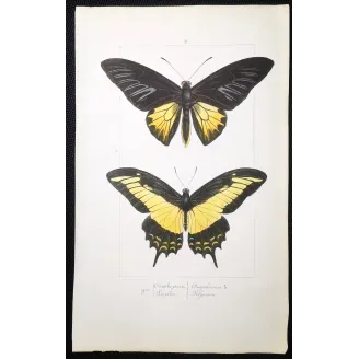 Golden Birdwing & Swallowtail Butterflies (Troides amphrysus group) – Antique Hand-Colored Engraving, Exotic Butterflies (1835)