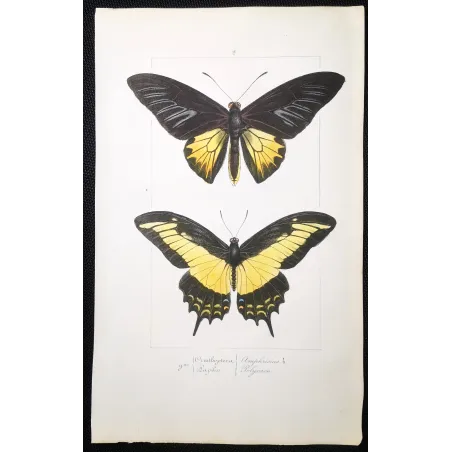 Golden Birdwing & Swallowtail Butterflies (Troides amphrysus group) – Antique Hand-Colored Engraving, Exotic Butterflies (1835)