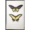 Golden Birdwing & Swallowtail Butterflies (Troides amphrysus group) – Antique Hand-Colored Engraving, Exotic Butterflies (1835)