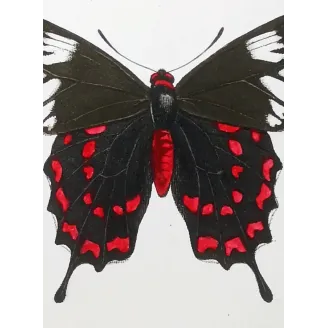 Crimson Rose Butterfly – Antique Engraving (1835)