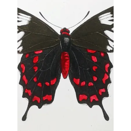Crimson Rose Butterfly – Antique Engraving (1835)