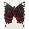 Crimson Rose Swallowtail Butterflies (Pachliopta hector group) – Antique Hand-Colored Engraving, Exotic Butterflies (1835)
