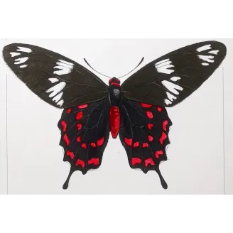 Crimson Rose Butterfly – Antique Engraving (1835)