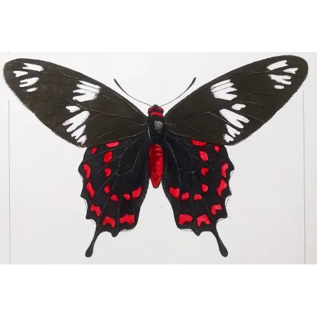 Crimson Rose Butterfly – Antique Engraving (1835)