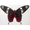 Crimson Rose Swallowtail Butterflies (Pachliopta hector group) – Antique Hand-Colored Engraving, Exotic Butterflies (1835)
