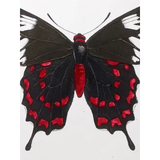 Crimson Rose Butterfly – Antique Engraving (1835)