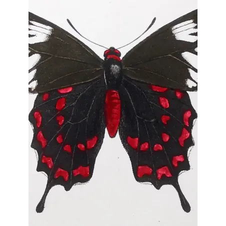 Crimson Rose Butterfly – Antique Engraving (1835)