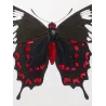 Crimson Rose Swallowtail Butterflies (Pachliopta hector group) – Antique Hand-Colored Engraving, Exotic Butterflies (1835)