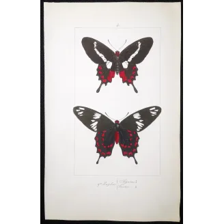 Crimson Rose Butterfly – Antique Engraving (1835)