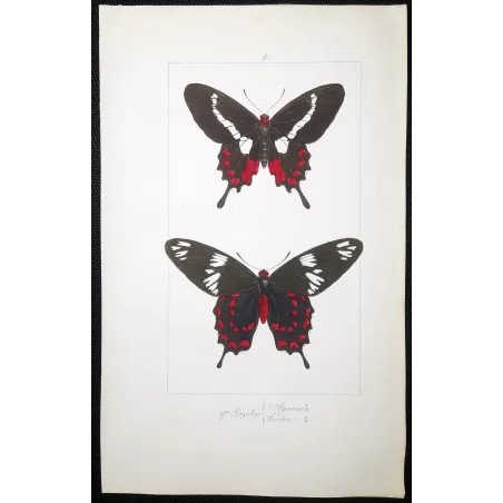 Crimson Rose Butterfly – Antique Engraving (1835)