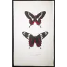 Crimson Rose Swallowtail Butterflies (Pachliopta hector group) – Antique Hand-Colored Engraving, Exotic Butterflies (1835)