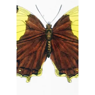 Tropical Butterfly Engraving – Antique Print (1835)