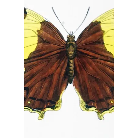 Tropical Butterfly Engraving – Antique Print (1835)