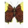 Tropical Nymphalid Butterflies (Charaxes / Memphis group) – Antique Hand-Colored Engraving, Exotic Butterflies (1835)