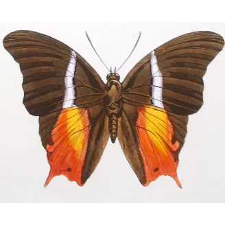 Tropical Butterfly Engraving – Antique Print (1835)