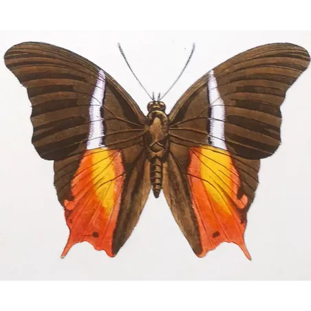 Tropical Butterfly Engraving – Antique Print (1835)