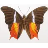 Tropical Nymphalid Butterflies (Charaxes / Memphis group) – Antique Hand-Colored Engraving, Exotic Butterflies (1835)