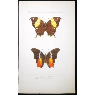 Tropical Butterfly Engraving – Antique Print (1835)
