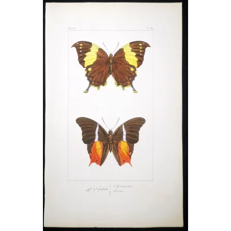 Tropical Butterfly Engraving – Antique Print (1835)
