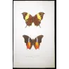 Tropical Nymphalid Butterflies (Charaxes / Memphis group) – Antique Hand-Colored Engraving, Exotic Butterflies (1835)