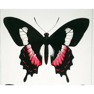Cattleheart Butterfly – Antique Engraving (1835)