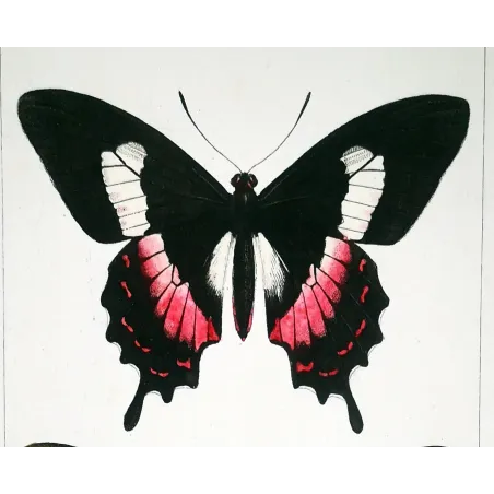 Cattleheart Butterfly – Antique Engraving (1835)
