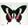 Cattleheart Swallowtail Butterflies (Parides lysithous group) – Antique Hand-Colored Engraving, Exotic Butterflies (1835)