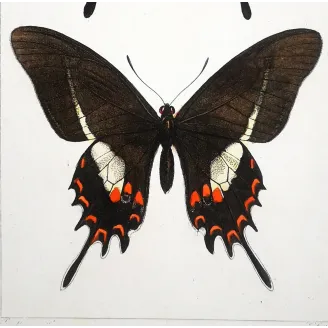 Cattleheart Butterfly – Antique Engraving (1835)
