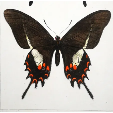 Cattleheart Butterfly – Antique Engraving (1835)