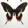 Cattleheart Swallowtail Butterflies (Parides lysithous group) – Antique Hand-Colored Engraving, Exotic Butterflies (1835)