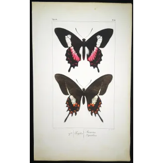 Cattleheart Butterfly – Antique Engraving (1835)